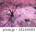 散り桜 16144083