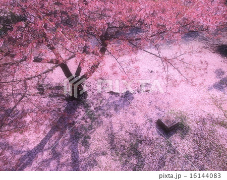 散り桜 散り桜 16144083