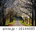 桜並木 16144085