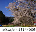 桜並木と青空 16144086