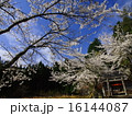 神社と青空 16144087