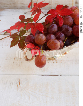 bunch of grapes with vine on white background bunch of grapes with vine on white background 16144180