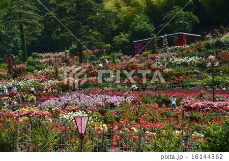 バラ公園① バラ公園① 16144362