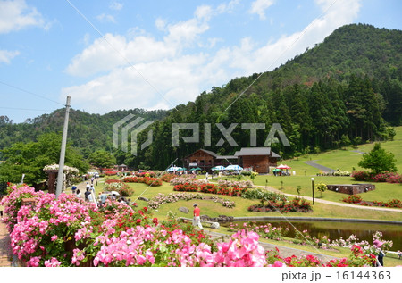 バラ公園② 16144363