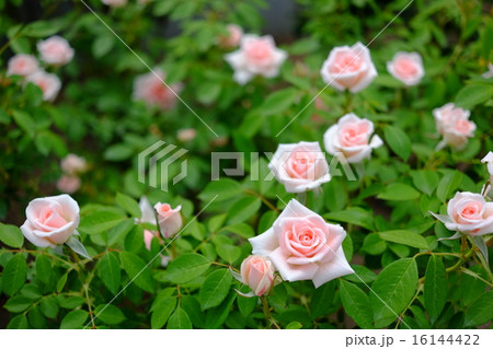 ミニチュアローズ 16144422