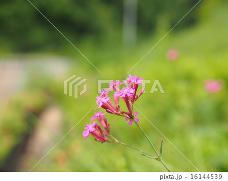 ムシトリナデシコの花 16144539