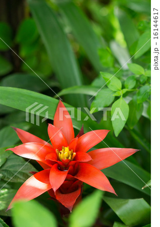 熱帯植物（グズマニア） 16144617