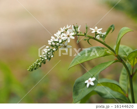 オカトラノオの花穂 16144620