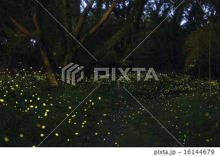 ホタルの乱舞 ホタルの乱舞 16144679