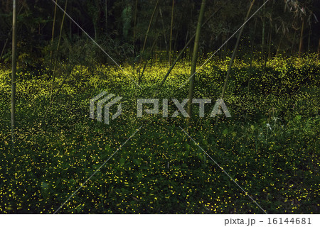 ホタルの乱舞 ホタルの乱舞 16144681