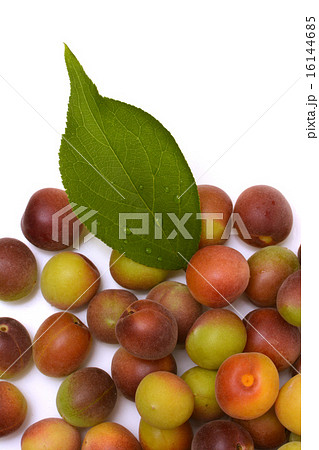 梅の実 16144685