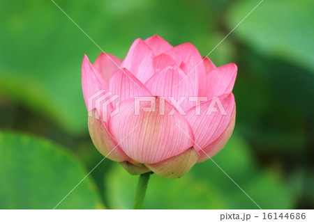 蓮の花 16144686