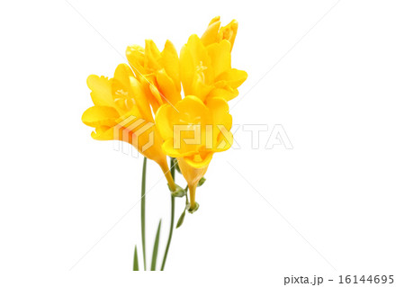 フリージア 16144695