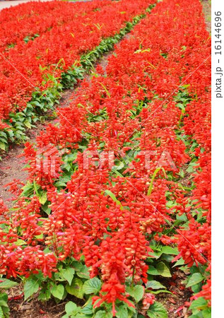 サルビア 16144696