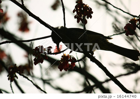 花の蜜を吸うホトトギス 16144740