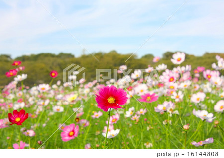 昭和記念公園のコスモス祭り 16144808