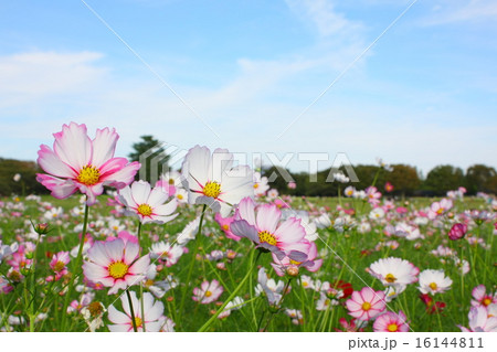 昭和記念公園のコスモス祭り 昭和記念公園のコスモス祭り 16144811