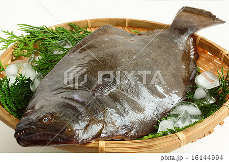 ヒラメ ヒラメ 16144994