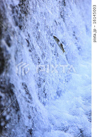 鮎の遡上 鮎の遡上 16145003