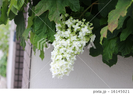 柏葉アジサイ、 16145021