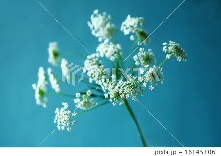 ハーブ 白い小花のチャービルの写真素材
