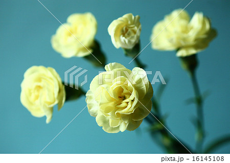 黄色いカーネーションの花 16145108