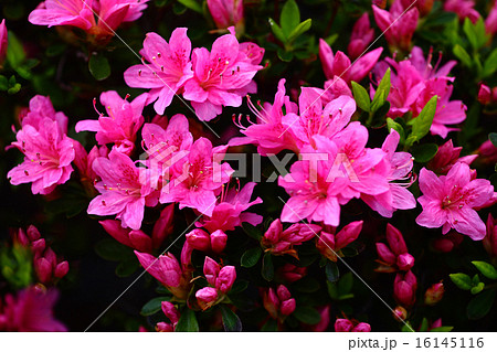 クルメツツジ　紅色の花 16145116