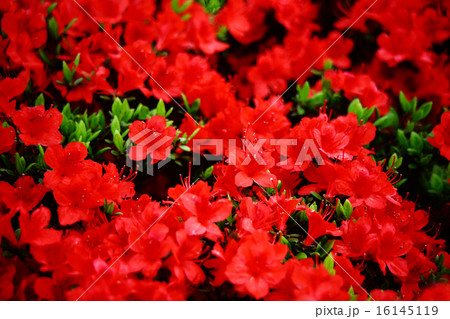 クルメツツジ　朱赤色の花 16145119