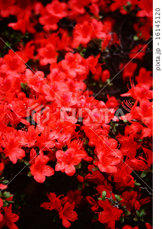 クルメツツジ　朱赤色の花 16145120