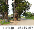 石川啄木生誕の寺の前の巨木 16145167