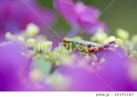 バッタと紫陽花 バッタと紫陽花 16145187