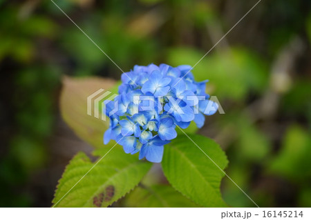 小さな紫陽花 小さな紫陽花 16145214