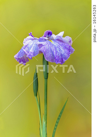 花菖蒲 花菖蒲 16145263