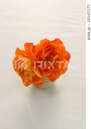 アプリコットと言う薔薇の花を2輪小さな花瓶にちょこんと挿しました 16145272