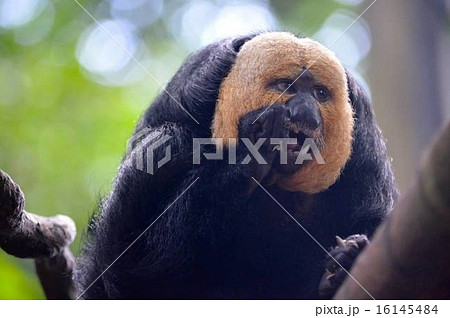 saki monkey saki monkey 16145484