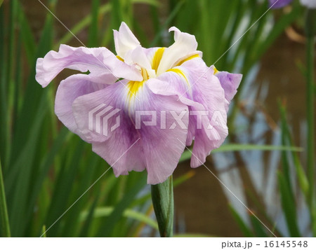 花菖蒲1 16145548