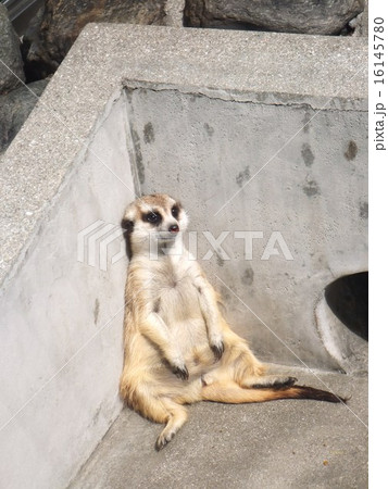 ミーアキャット(縦長) ミーアキャット(縦長) 16145780