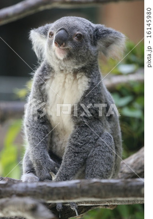 コアラ コアラ 16145980