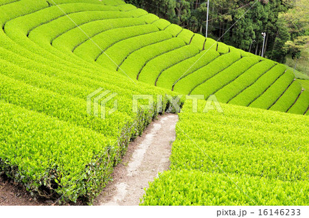 宇治茶の郷　和束の茶畑 16146233