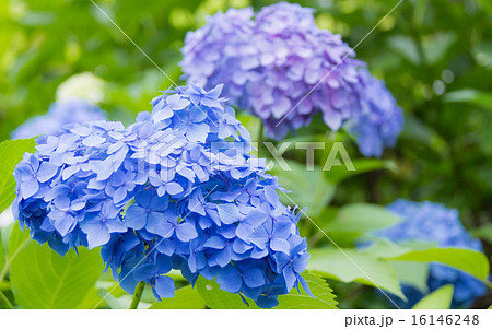 紫陽花 16146248