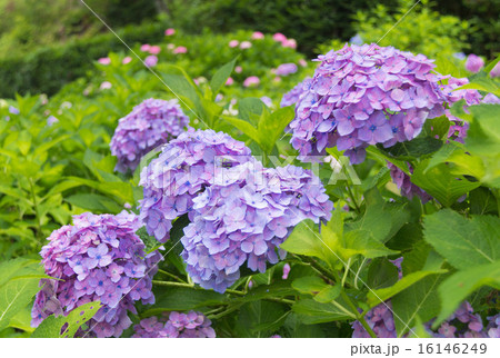 紫陽花 16146249