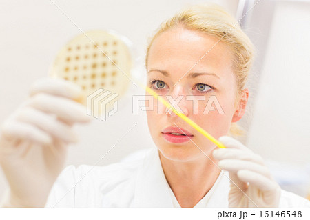 Scientist observing petri dish. Scientist observing petri dish. 16146548