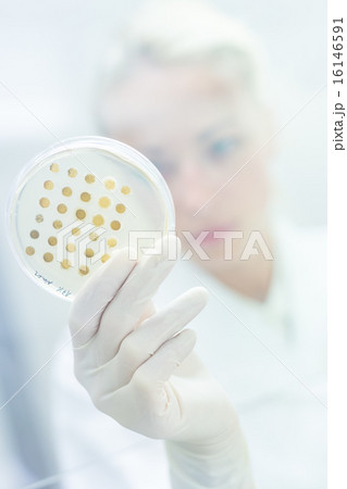 Scientist observing petri dish. 16146591