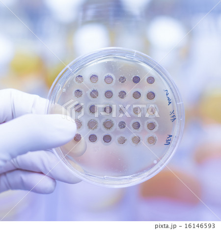 Fungi grown on agar plate. 16146593