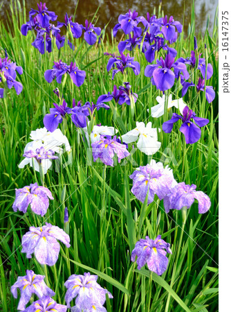 花菖蒲 花菖蒲 16147375