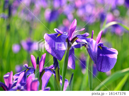 花菖蒲 16147376
