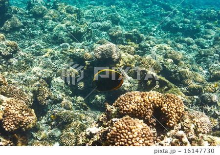 Coral reef and fish Coral reef and fish 16147730