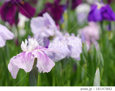 花菖蒲 花菖蒲 16147882