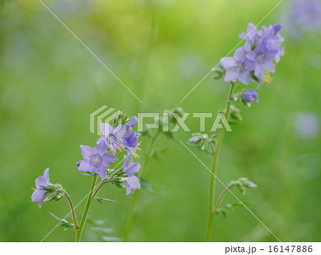 花しのぶの写真素材