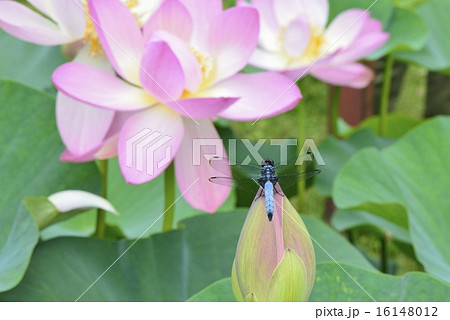 蓮とトンボ 16148012